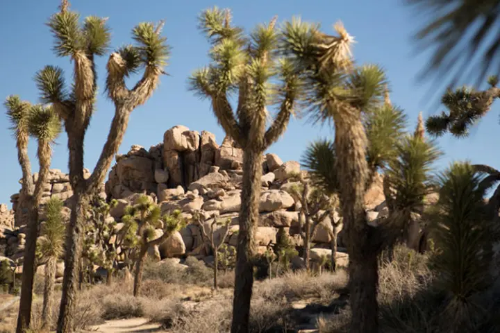 a group of palm trees next to a tree with Joshua Tree National Park in the background