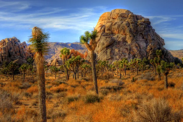 a tree with a mountain in the background