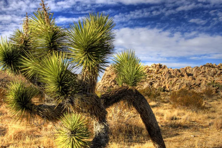 a group of palm trees