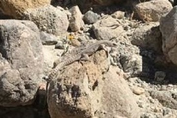 a close up of a rock