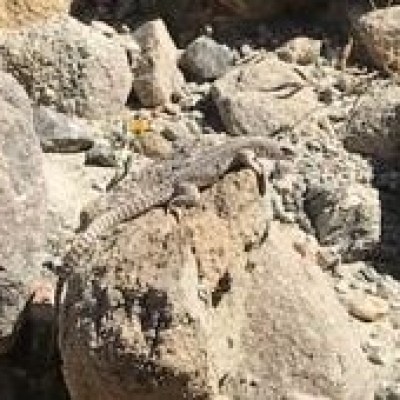 a close up of a rock